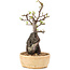 Pyracantha, 27,5 cm, ± 8 years old