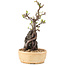 Pyracantha, 27,5 cm, ± 8 ans