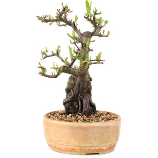 Pyracantha, 23 cm, ± 8 Jahre alt