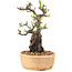 Pyracantha, 23 cm, ± 8 years old