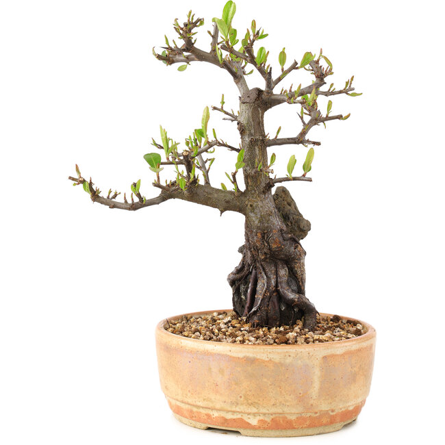 Pyracantha, 23 cm, ± 8 jaar oud