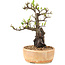 Pyracantha, 23 cm, ± 8 ans