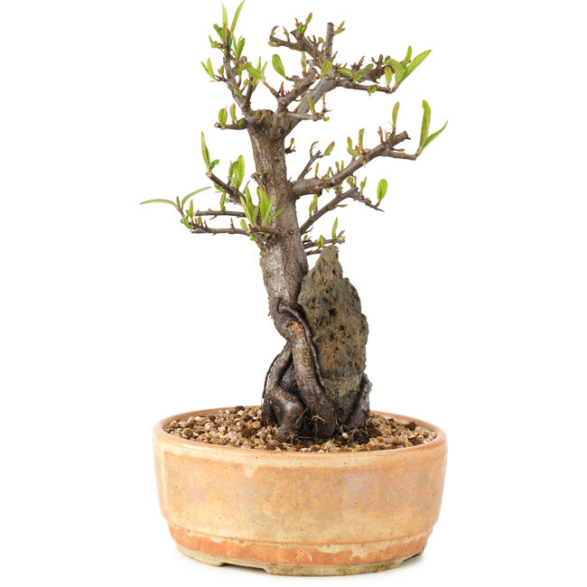 Pyracantha, 23 cm, ± 8 años