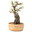 Pyracantha, 23 cm, ± 8 years old