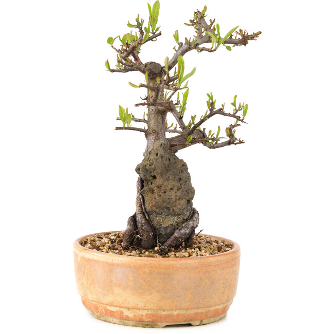 Pyracantha, 23 cm, ± 8 jaar oud