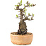 Pyracantha, 23 cm, ± 8 years old