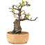 Pyracantha, 23 cm, ± 8 years old