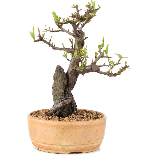 Pyracantha, 23 cm, ± 8 anni