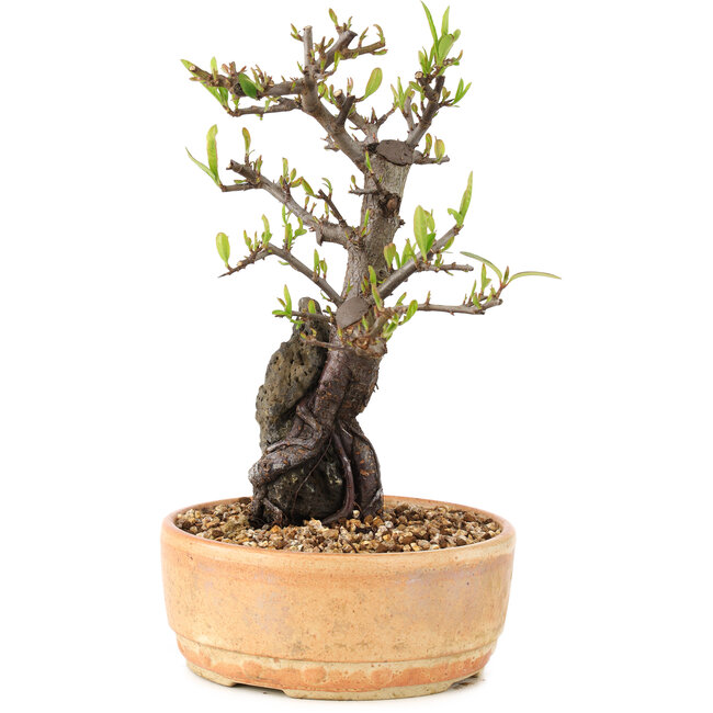 Pyracantha, 23 cm, ± 8 Jahre alt