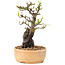 Pyracantha, 23 cm, ± 8 ans