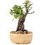 Pyracantha, 21 cm, ± 8 jaar oud