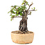 Pyracantha, 21 cm, ± 8 years old