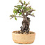 Pyracantha, 21 cm, ± 8 ans