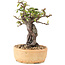 Pyracantha, 21 cm, ± 8 years old