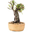 Pyracantha, 21 cm, ± 8 years old