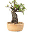 Pyracantha, 21 cm, ± 8 years old