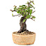 Pyracantha, 21 cm, ± 8 ans