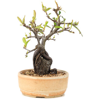Pyracantha, 23 cm, ± 8 Jahre alt