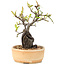 Pyracantha, 23 cm, ± 8 Jahre alt