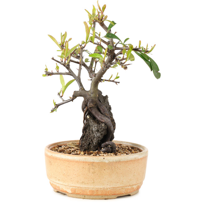Pyracantha, 23 cm, ± 8 years old