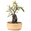 Pyracantha, 23 cm, ± 8 Jahre alt