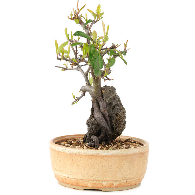 Pyracantha, 23 cm, ± 8 anni