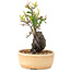 Pyracantha, 23 cm, ± 8 years old