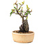 Pyracantha, 23 cm, ± 8 Jahre alt