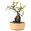 Pyracantha, 23 cm, ± 8 Jahre alt