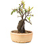 Pyracantha, 23 cm, ± 8 years old