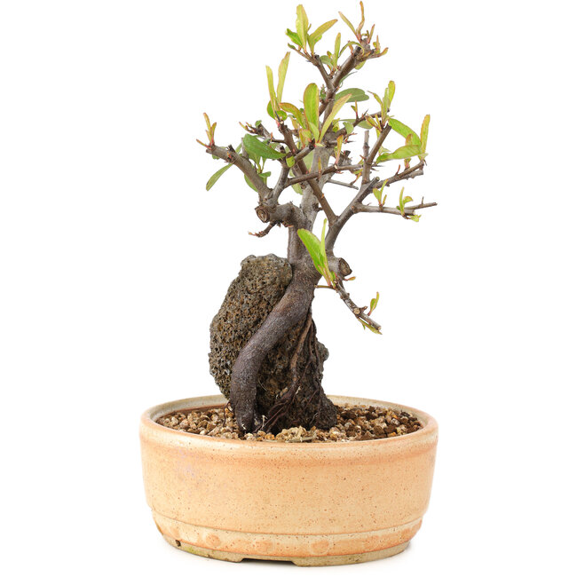 Pyracantha, 23 cm, ± 8 Jahre alt