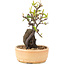 Pyracantha, 23 cm, ± 8 years old