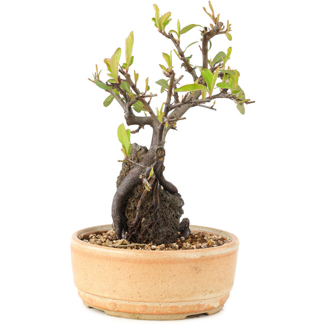 Pyracantha, 23 cm, ± 8 Jahre alt