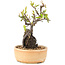 Pyracantha, 23 cm, ± 8 years old