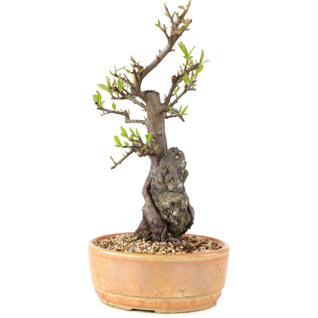 Pyracantha, 27 cm, ± 8 ans