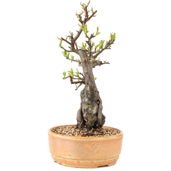 Pyracantha, 27 cm, ± 8 Jahre alt