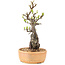 Pyracantha, 27 cm, ± 8 ans