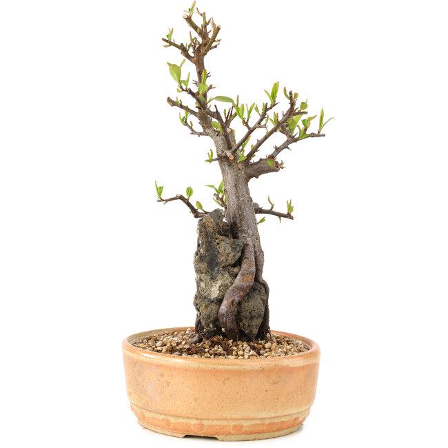 Pyracantha, 27 cm, ± 8 ans