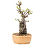 Pyracantha, 27 cm, ± 8 years old
