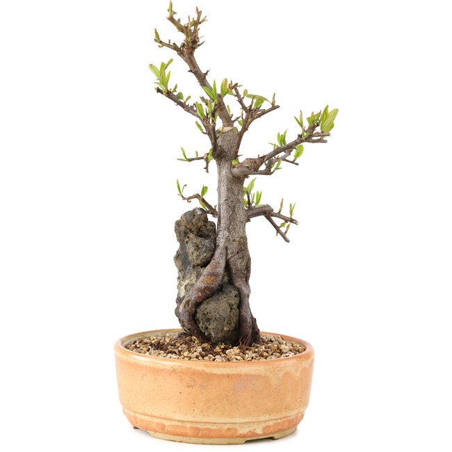 Pyracantha, 27 cm, ± 8 ans