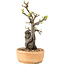 Pyracantha, 27 cm, ± 8 years old