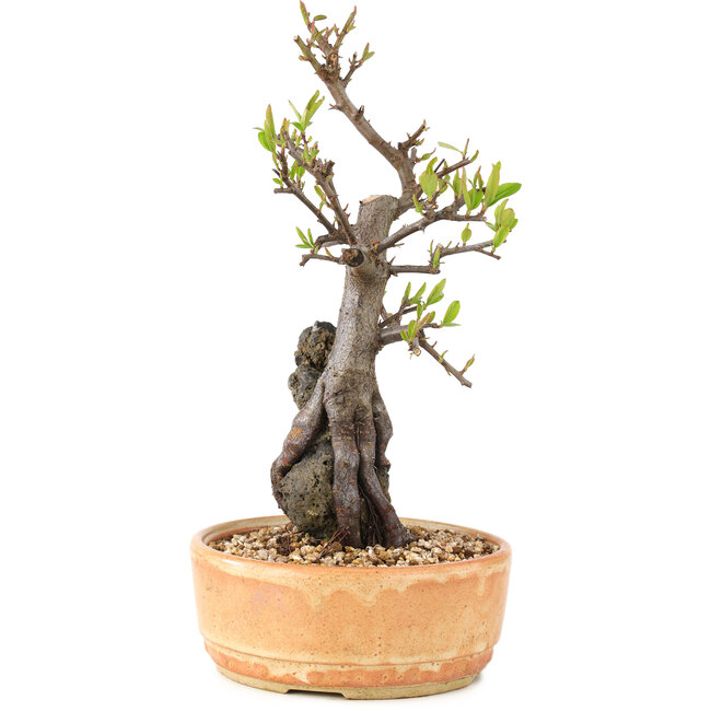 Pyracantha, 27 cm, ± 8 ans