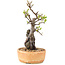 Pyracantha, 27 cm, ± 8 Jahre alt
