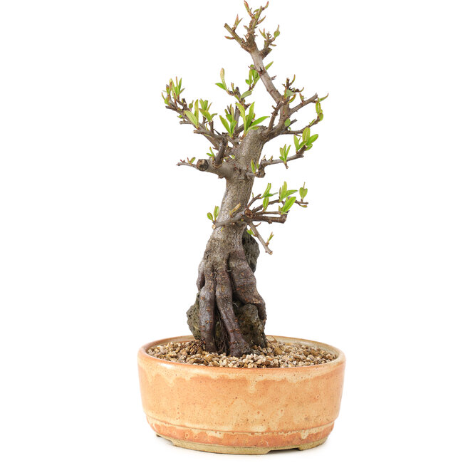 Pyracantha, 27 cm, ± 8 Jahre alt