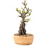 Pyracantha, 27 cm, ± 8 Jahre alt