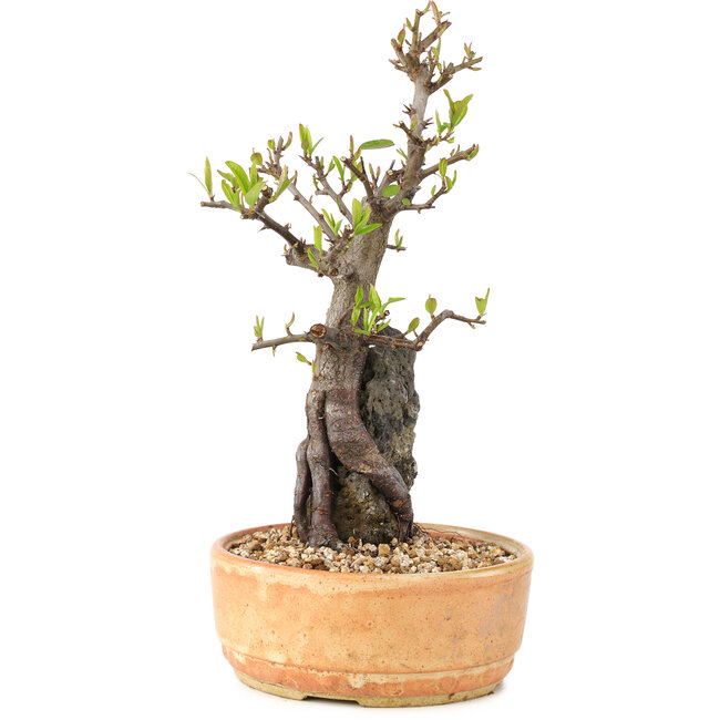 Pyracantha, 27 cm, ± 8 Jahre alt