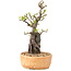 Pyracantha, 27 cm, ± 8 Jahre alt