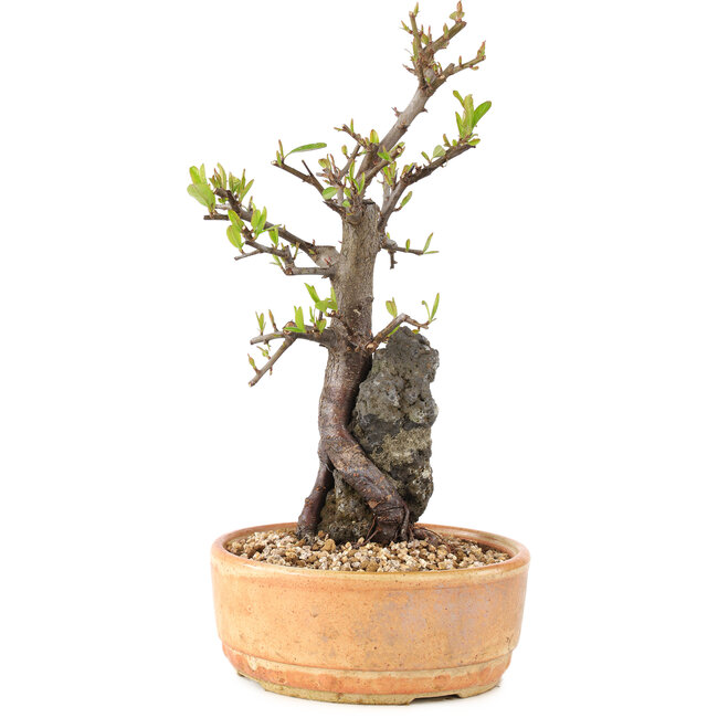 Pyracantha, 27 cm, ± 8 ans