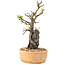 Pyracantha, 27 cm, ± 8 Jahre alt