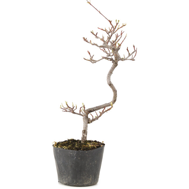 Cotoneaster microphyllus, 27 cm, ± 5 anni